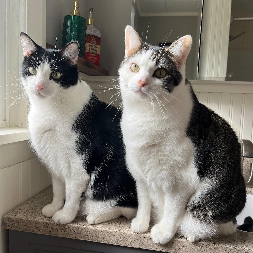 Enlarge Marshmallow, a Adoptable Domestic Short Hair in North Canton, OH image 3/6