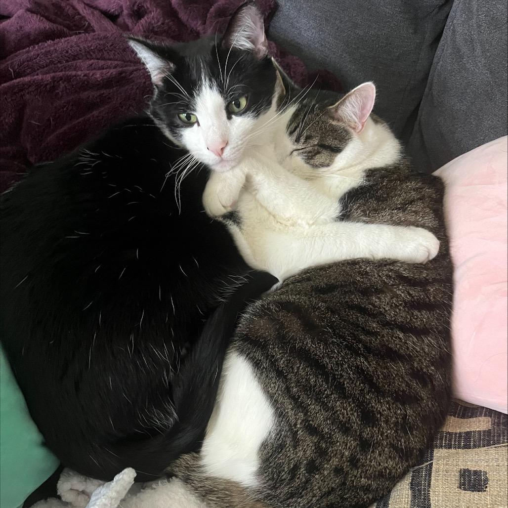 Enlarge Marshmallow, a Adoptable Domestic Short Hair in North Canton, OH image 4/6