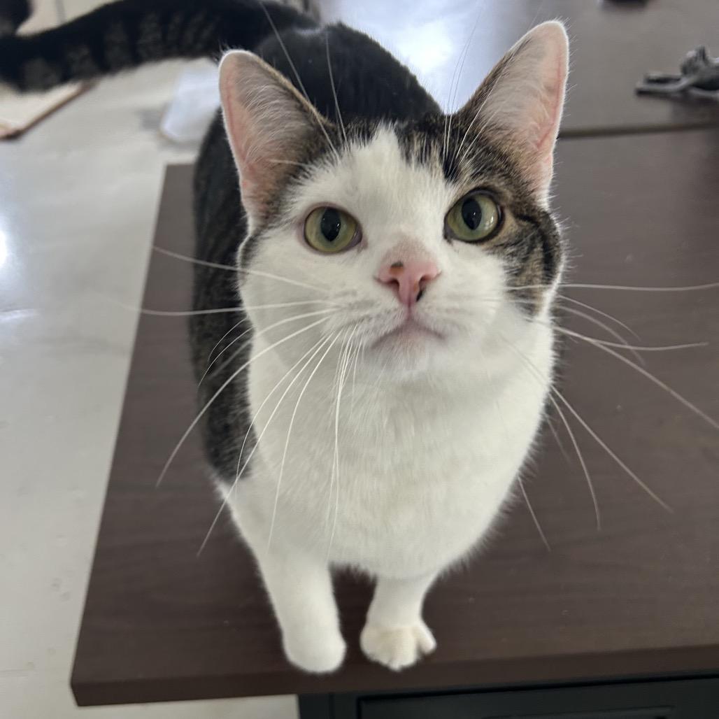 Enlarge Marshmallow, a Adoptable Domestic Short Hair in North Canton, OH image 5/6