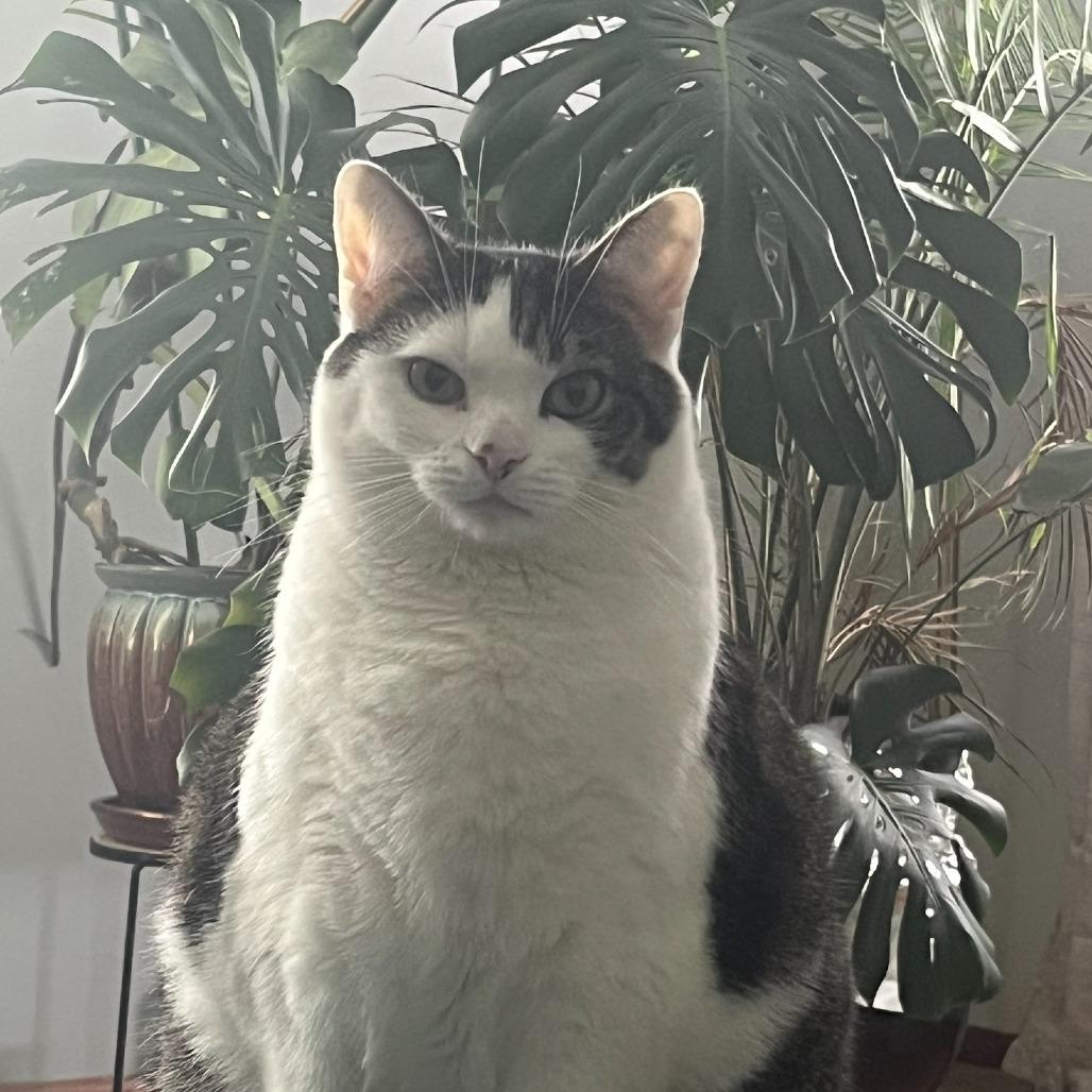 Enlarge Marshmallow, a Adoptable Domestic Short Hair in North Canton, OH image 6/6