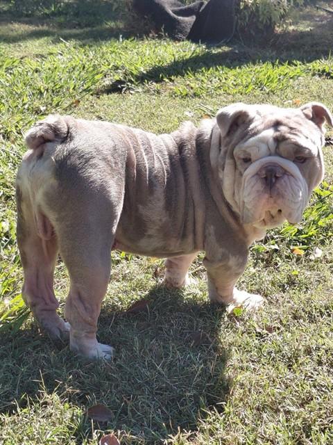 JABBA, Adoptable, Adult Male English Bulldog.
