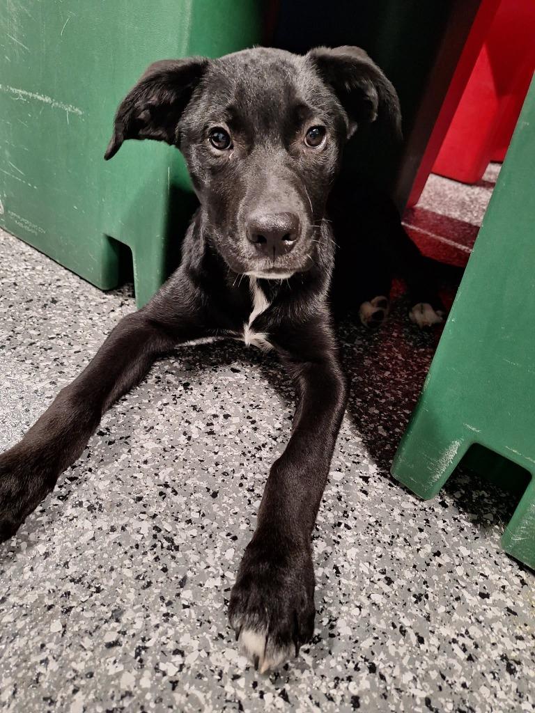 Pope, Adoptable, Puppy Male Mixed Breed.