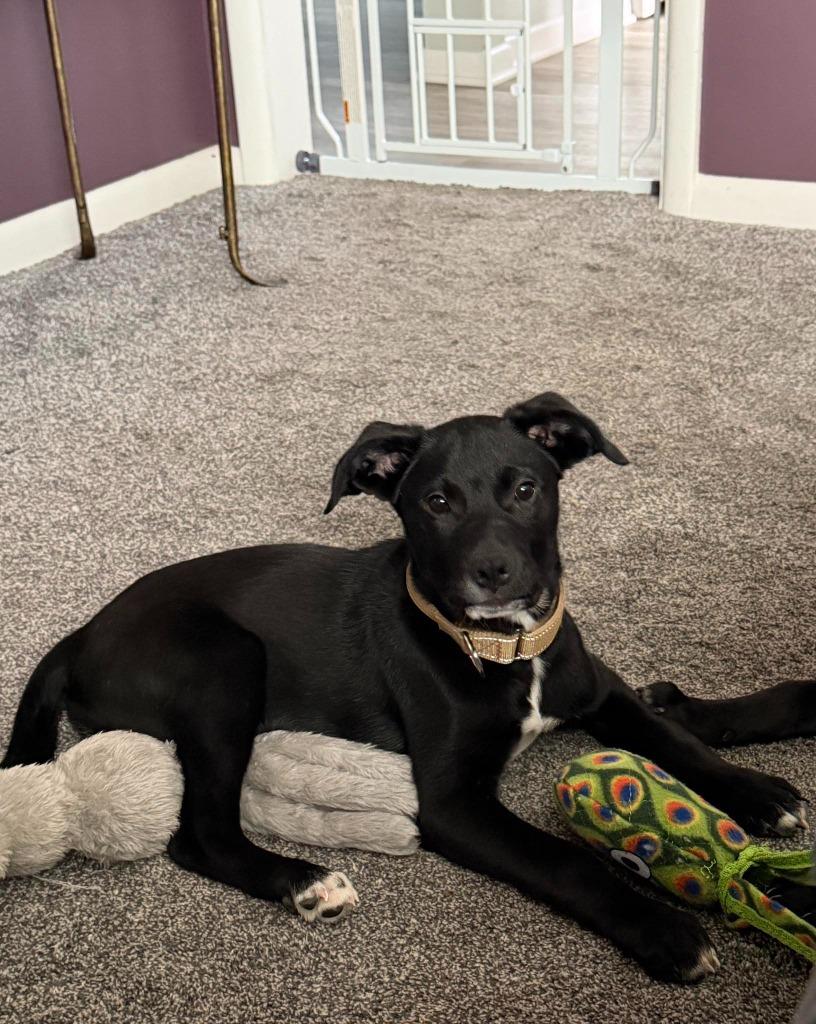 Pope, a Adoptable mixed breed in Fond Du Lac, WI image 2/5