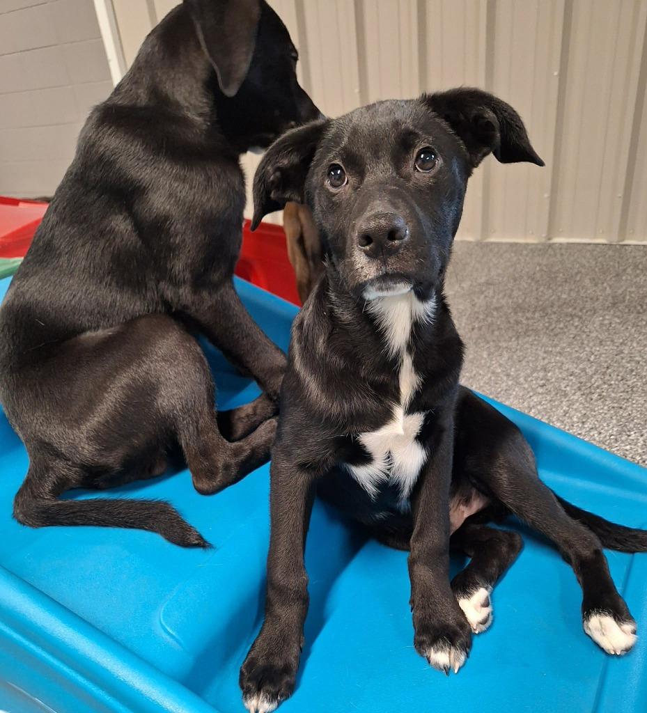 Pope, a Adoptable mixed breed in Fond Du Lac, WI image 4/5
