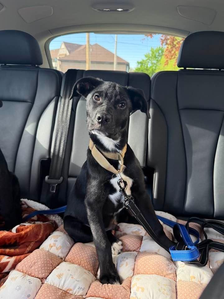 Pope, a Adoptable mixed breed in Fond Du Lac, WI image 5/5