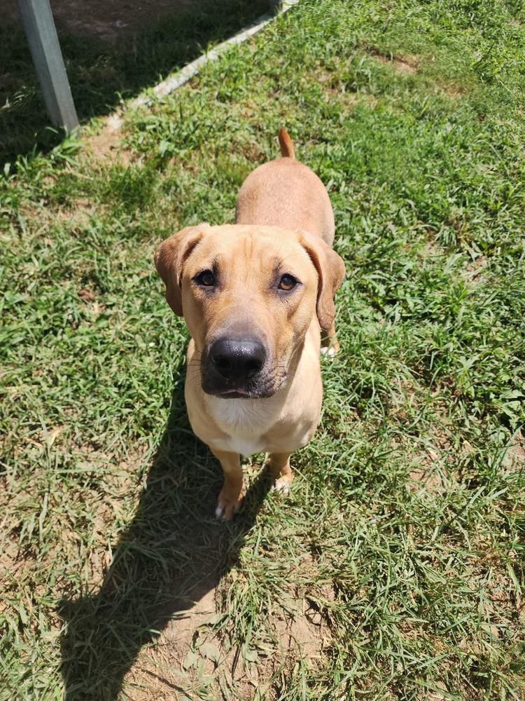 Enlarge Jasmine Faye, a Adoptable Mixed Breed in Evansville, IN image 1/6