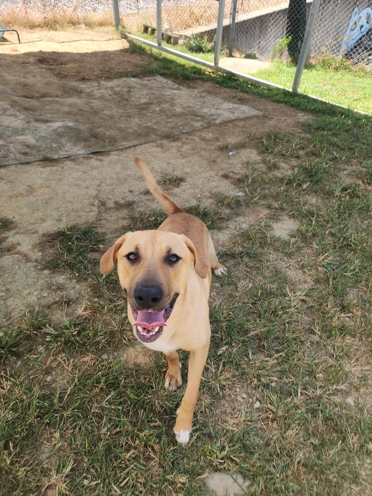 Enlarge Jasmine Faye, a Adoptable Mixed Breed in Evansville, IN image 2/6