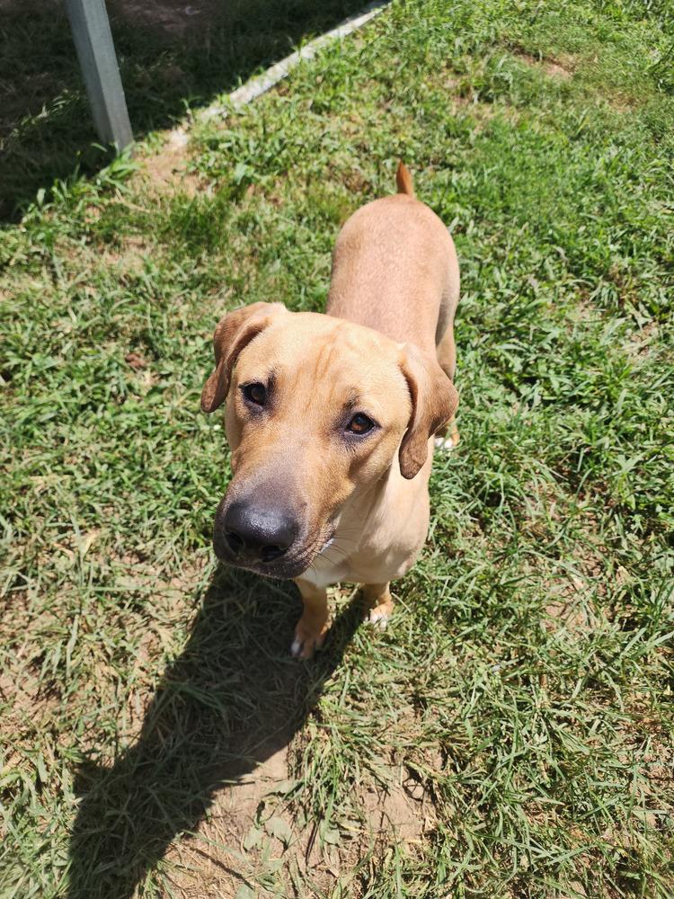 Enlarge Jasmine Faye, a Adoptable Mixed Breed in Evansville, IN image 3/6