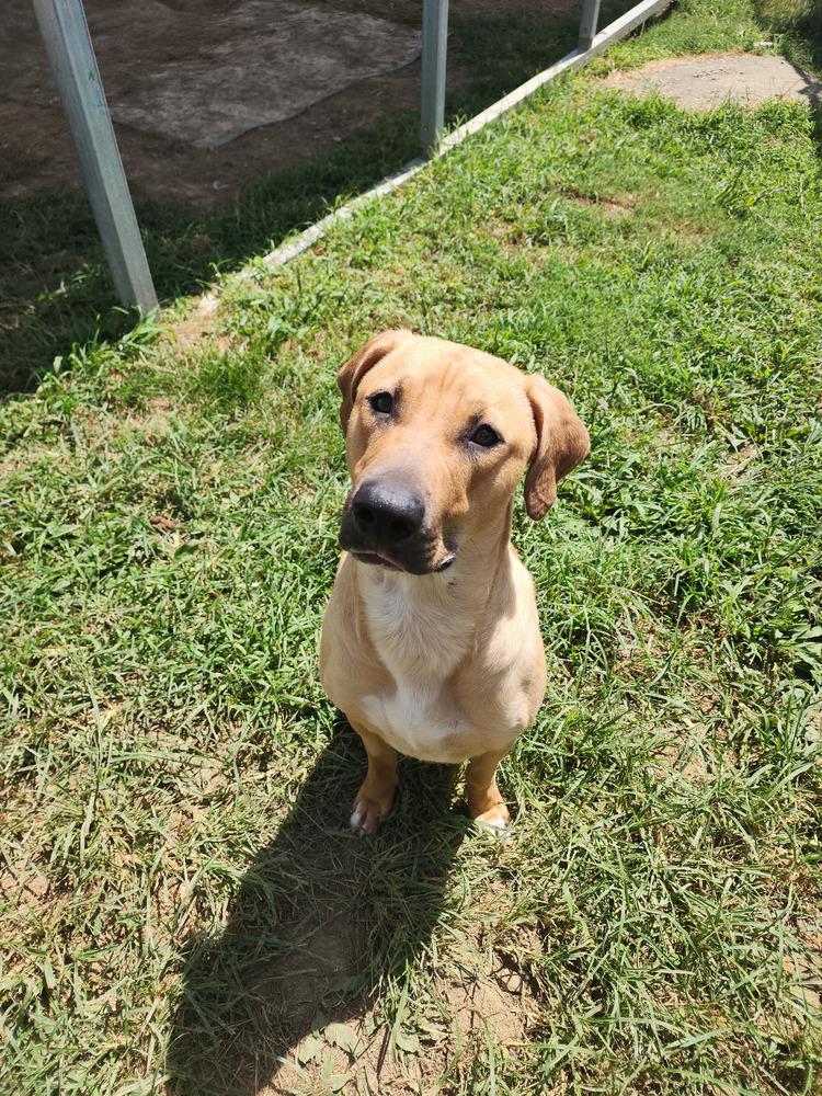 Enlarge Jasmine Faye, a Adoptable Mixed Breed in Evansville, IN image 4/6