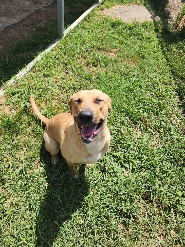 Enlarge Jasmine Faye, a Adoptable Mixed Breed in Evansville, IN image 5/6