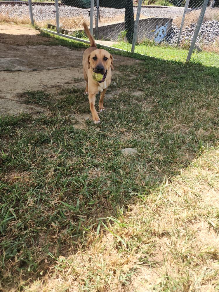 Enlarge Jasmine Faye, a Adoptable Mixed Breed in Evansville, IN image 6/6