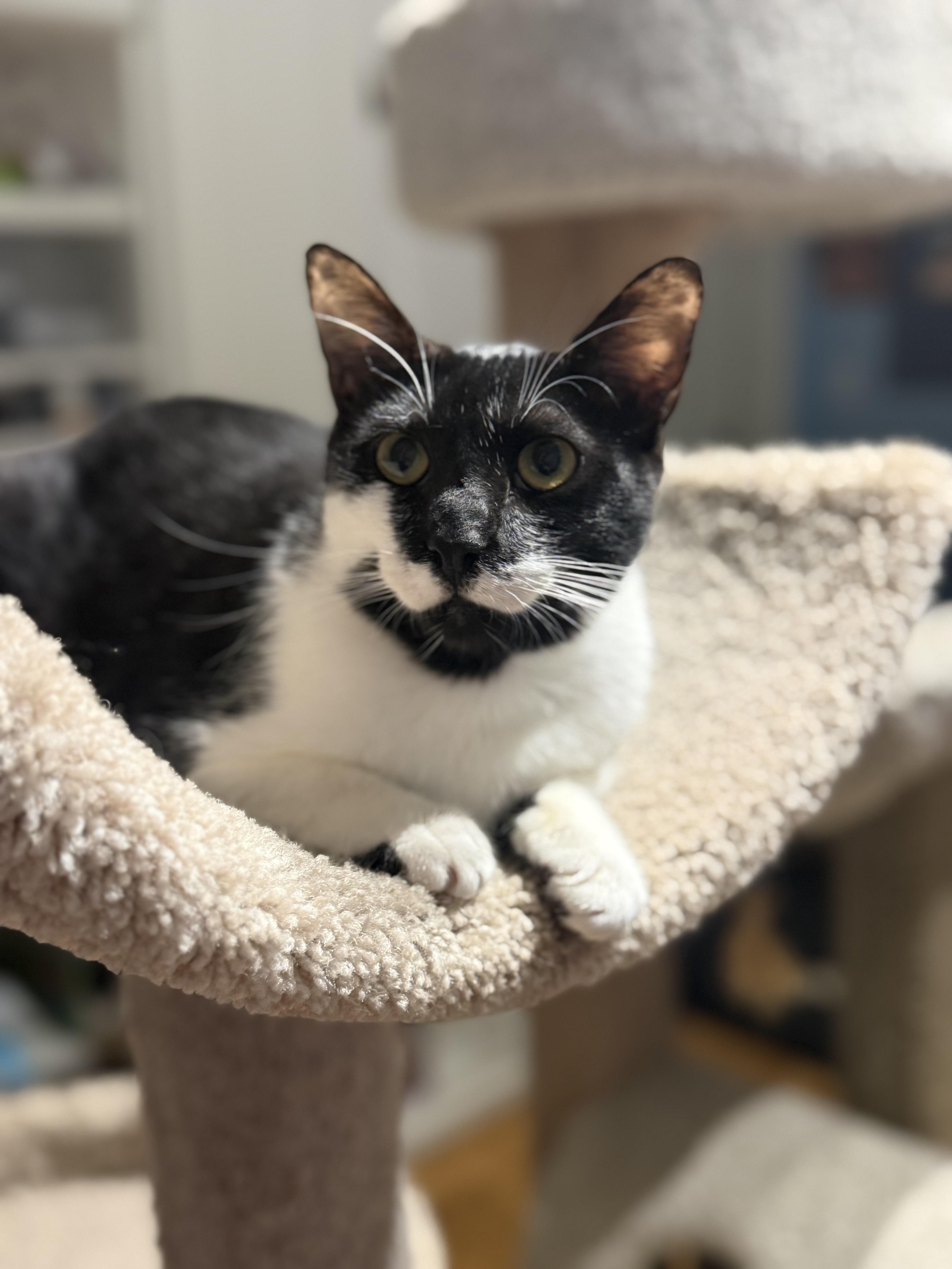 Stache, ADOPTABLE, Young Male Tuxedo.