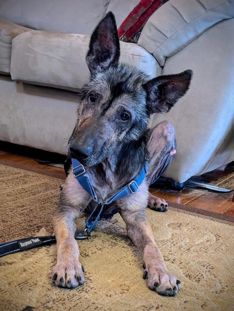 Apollo, a Adoptable German Shepherd Dog in Dacula, GA image 1/6