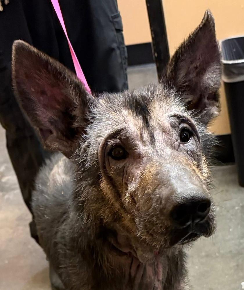 Apollo, a Adoptable German Shepherd Dog in Dacula, GA image 2/6