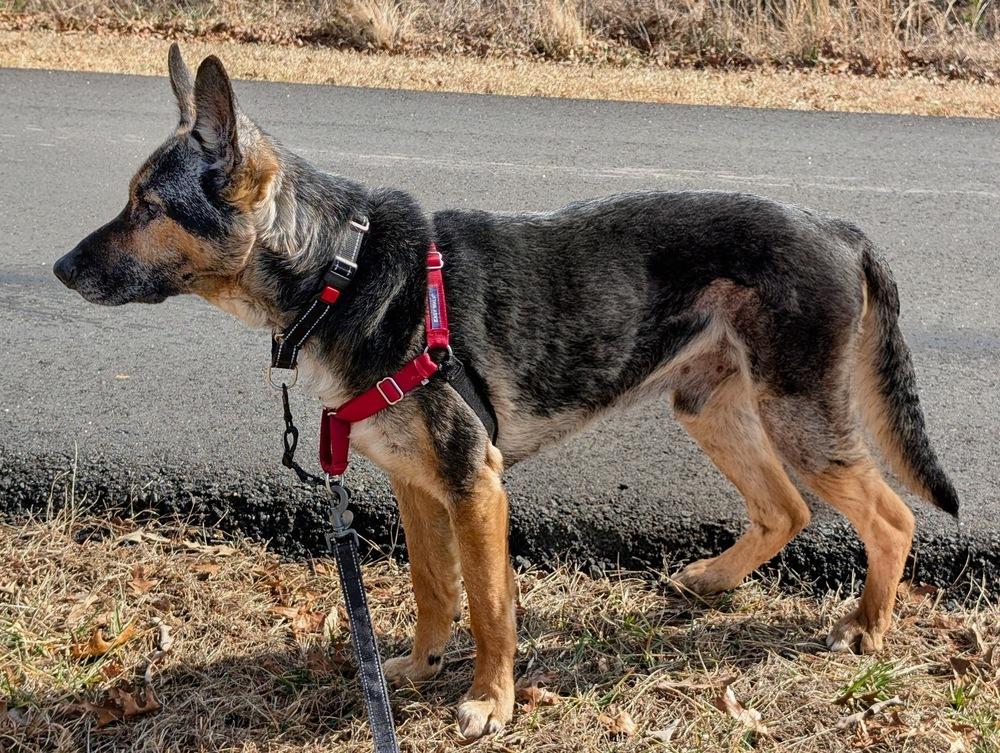 Enlarge Apollo, a Adoptable German Shepherd Dog in Dacula, GA image 2/6