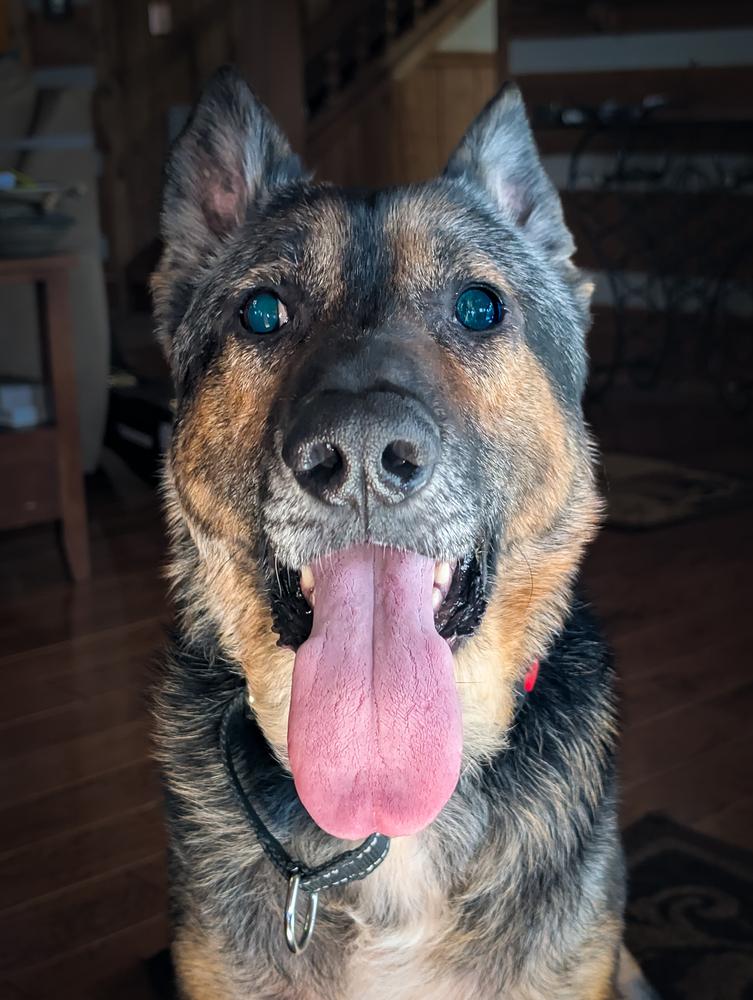 Enlarge Apollo, a Adoptable German Shepherd Dog in Dacula, GA image 3/6