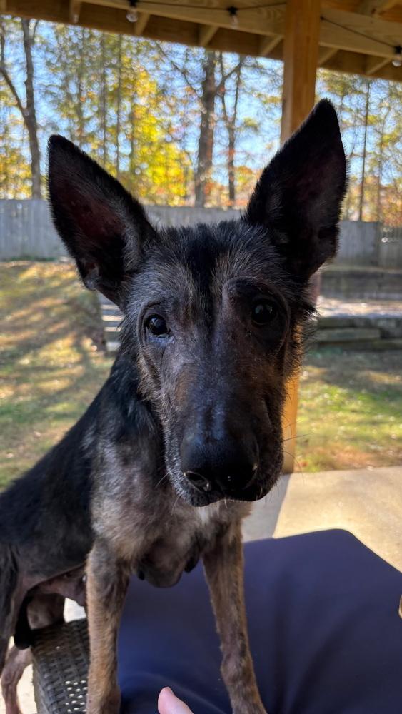 Apollo, a Adoptable German Shepherd Dog in Dacula, GA image 3/6