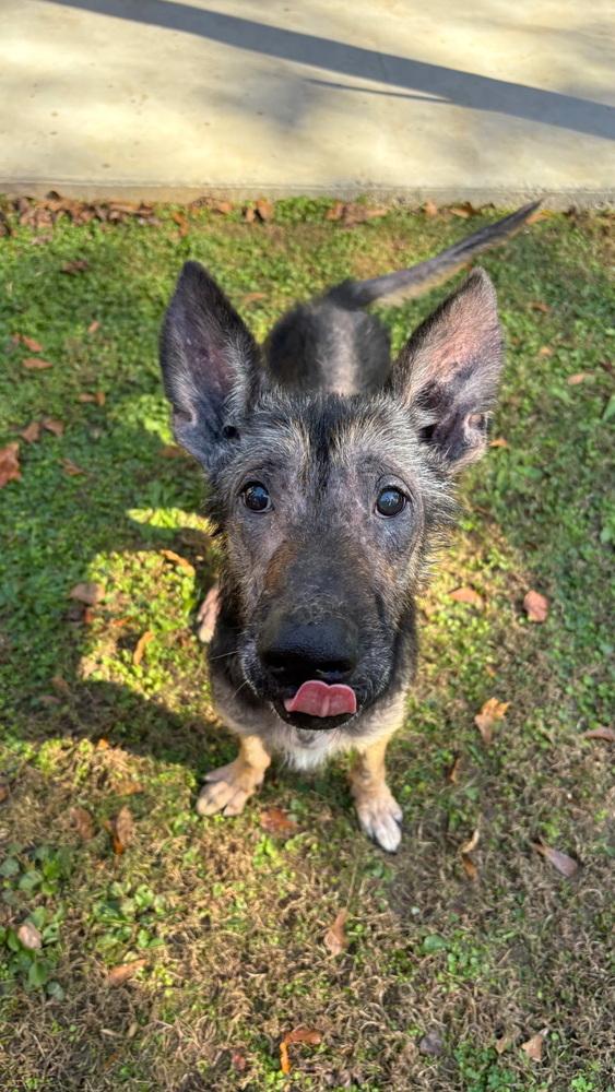 Apollo, a Adoptable German Shepherd Dog in Dacula, GA image 4/6