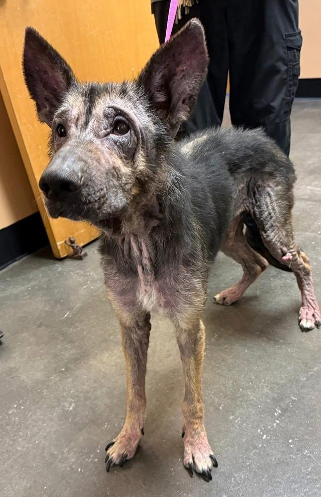 Apollo, a Adoptable German Shepherd Dog in Dacula, GA image 6/6