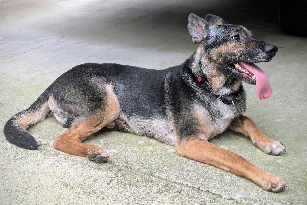 Enlarge Apollo, a Adoptable German Shepherd Dog in Dacula, GA image 4/6