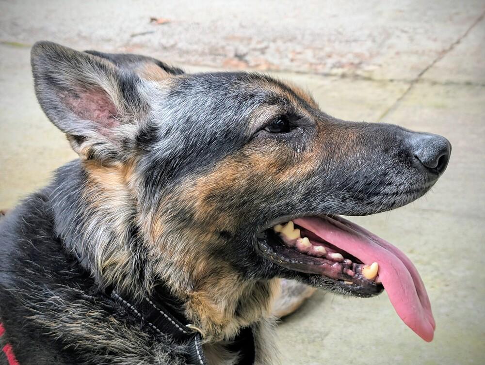 Enlarge Apollo, a Adoptable German Shepherd Dog in Dacula, GA image 5/6