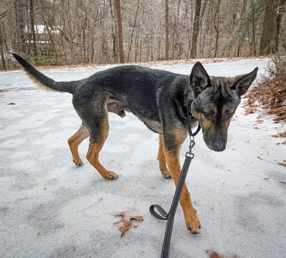 Enlarge Apollo, a Adoptable German Shepherd Dog in Dacula, GA image 6/6