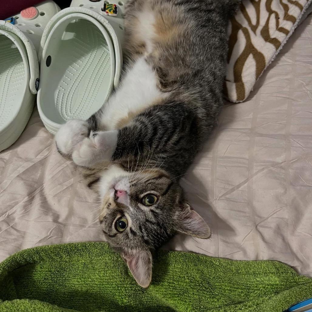 Furby, a Adoptable Domestic Short Hair in Brookfield, WI image 2/3