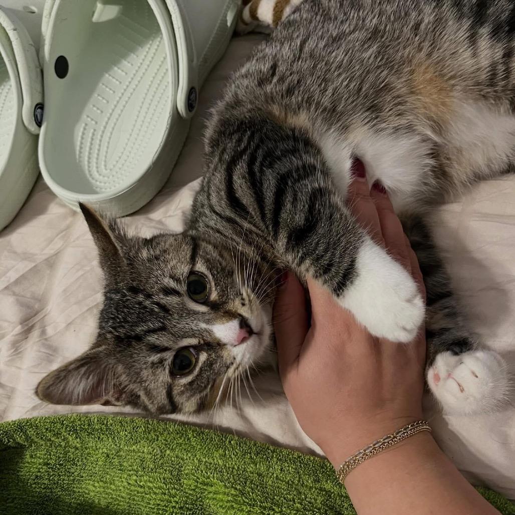 Furby, a Adoptable Domestic Short Hair in Brookfield, WI image 3/3