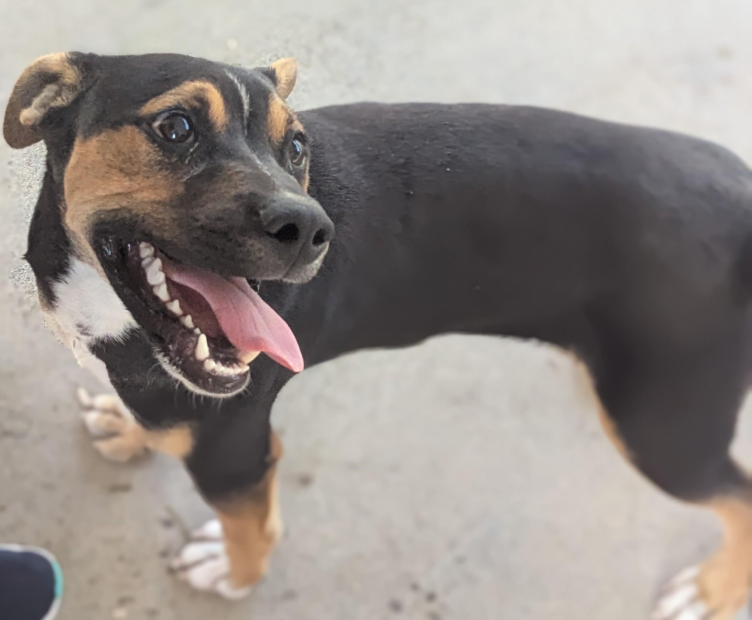 Nick (Courtesy Post), a Adoptable Mixed Breed in Talbott, TN image 2/2