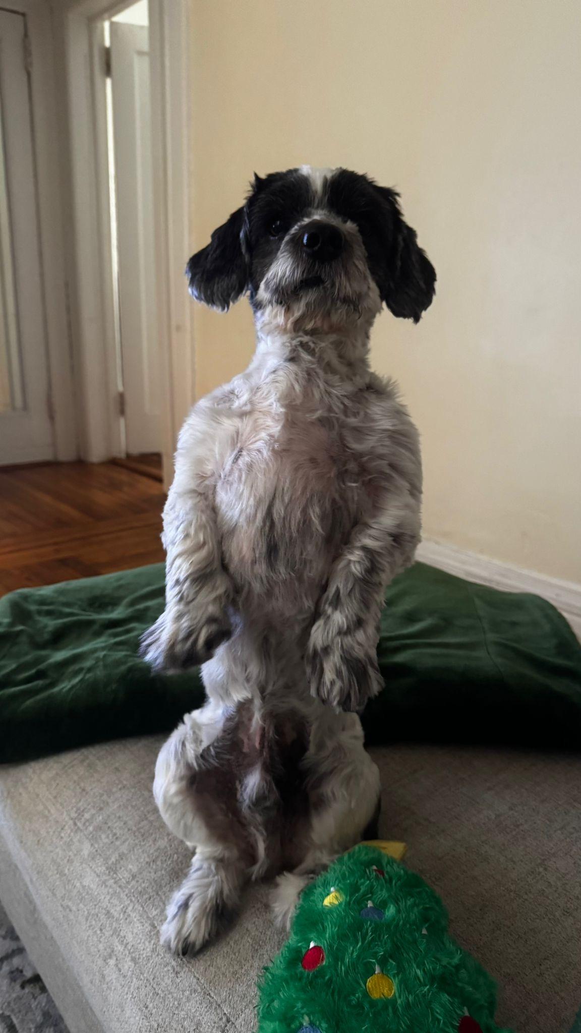 Enlarge Manson, a ADOPTABLE mixed breed in Yonkers, NY image 3/3