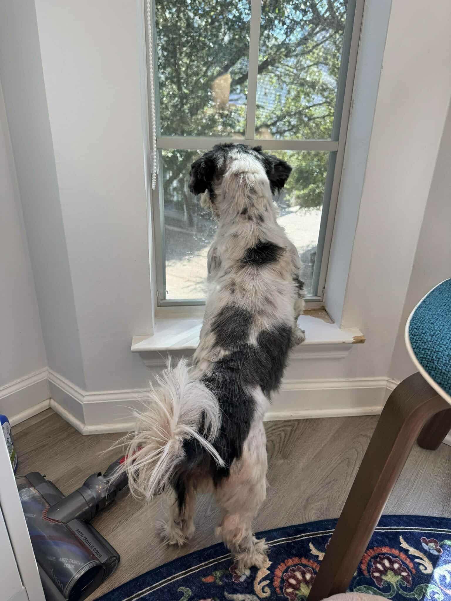 Manson, ADOPTABLE, Adult Male Shih Tzu.