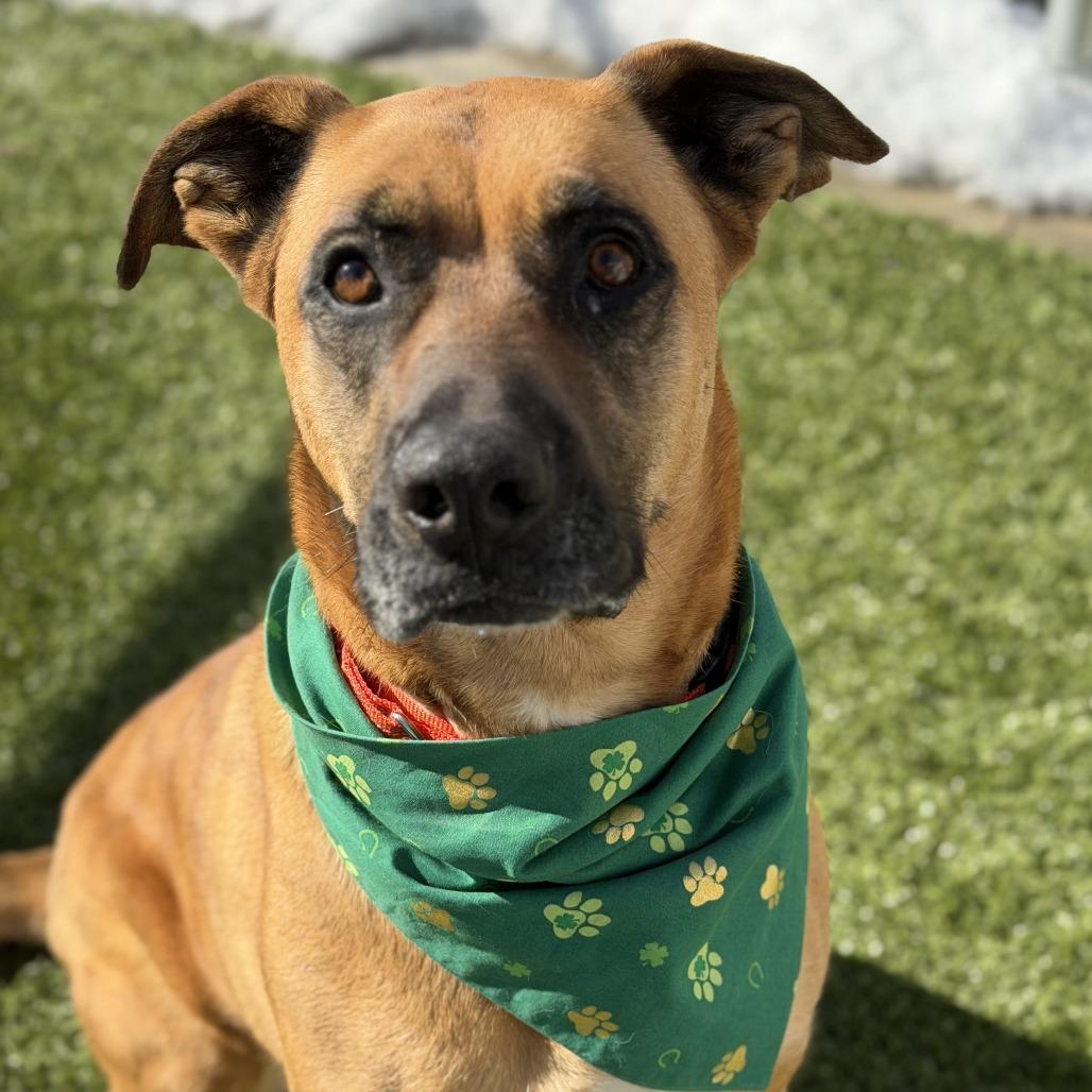 Athena, Adoptable, Adult Female Black Mouth Cur.