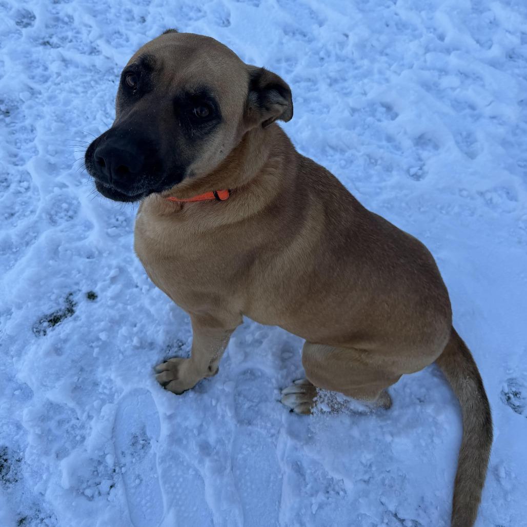 Enlarge Athena, a Adoptable mixed breed in Cody, WY image 2/6