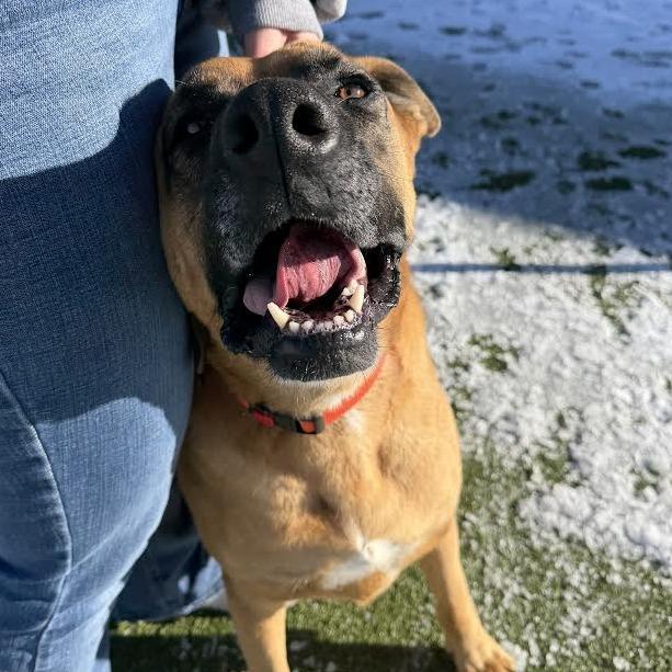 Enlarge Athena, a Adoptable mixed breed in Cody, WY image 3/6