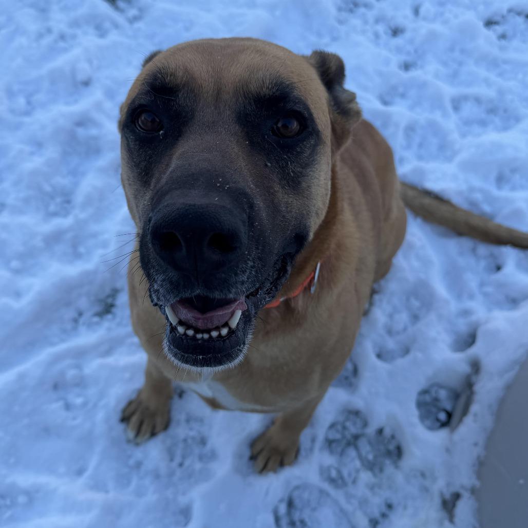 Enlarge Athena, a Adoptable mixed breed in Cody, WY image 4/6