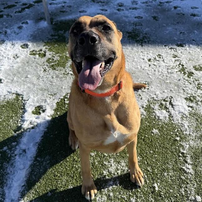 Enlarge Athena, a Adoptable mixed breed in Cody, WY image 5/6