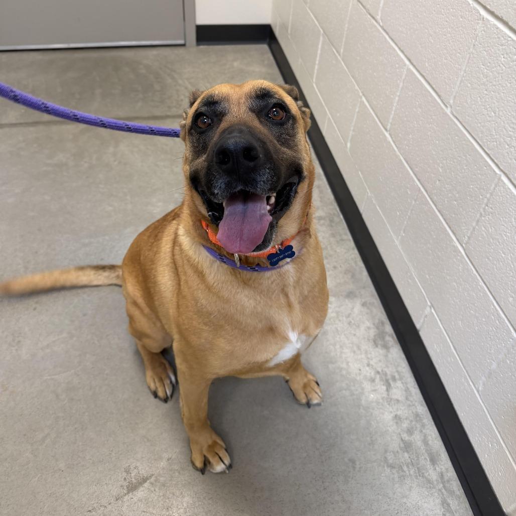 Enlarge Athena, a Adoptable mixed breed in Cody, WY image 6/6