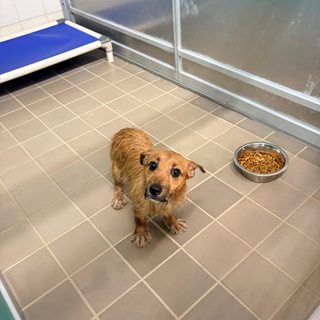 Enlarge Sheamus, a Adoptable mixed breed in Bryan, TX image 1/1