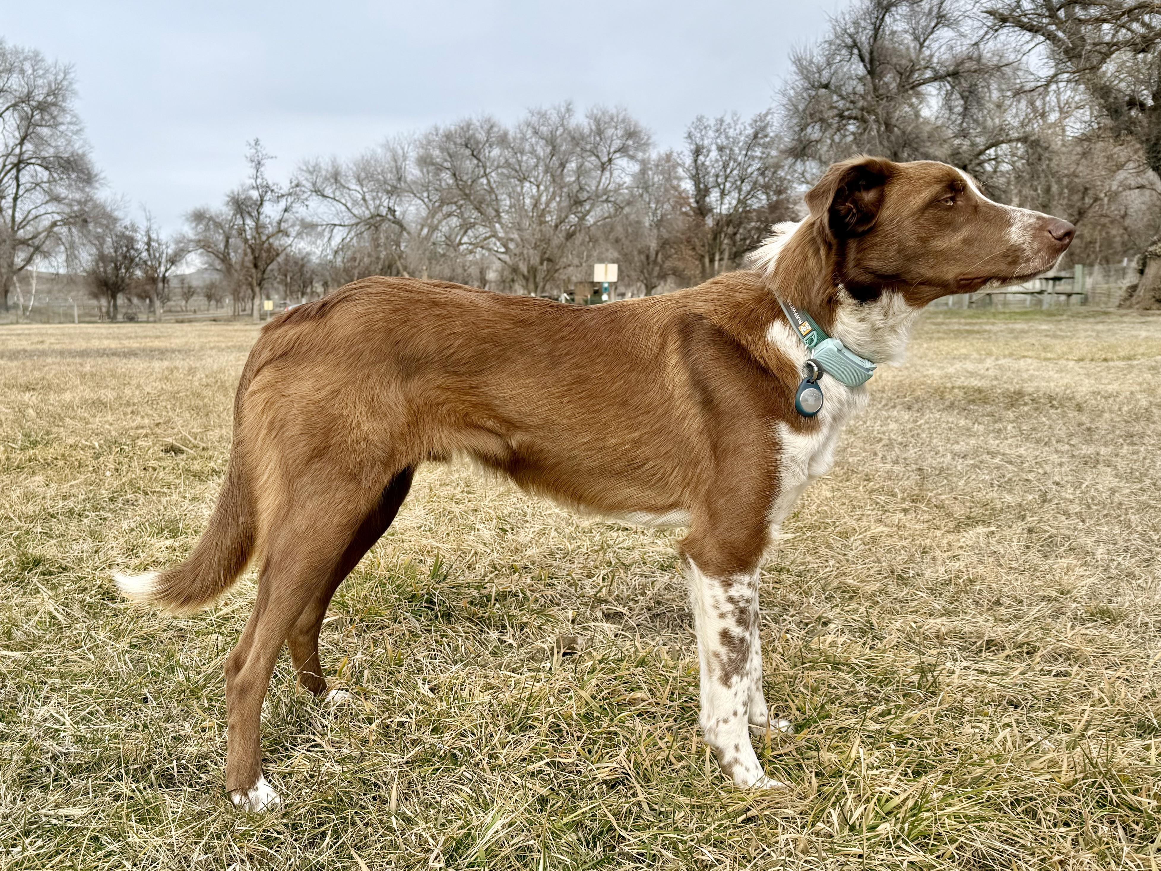 Enlarge Beckham, an adopted mixed breed in Bend, OR image 2/5