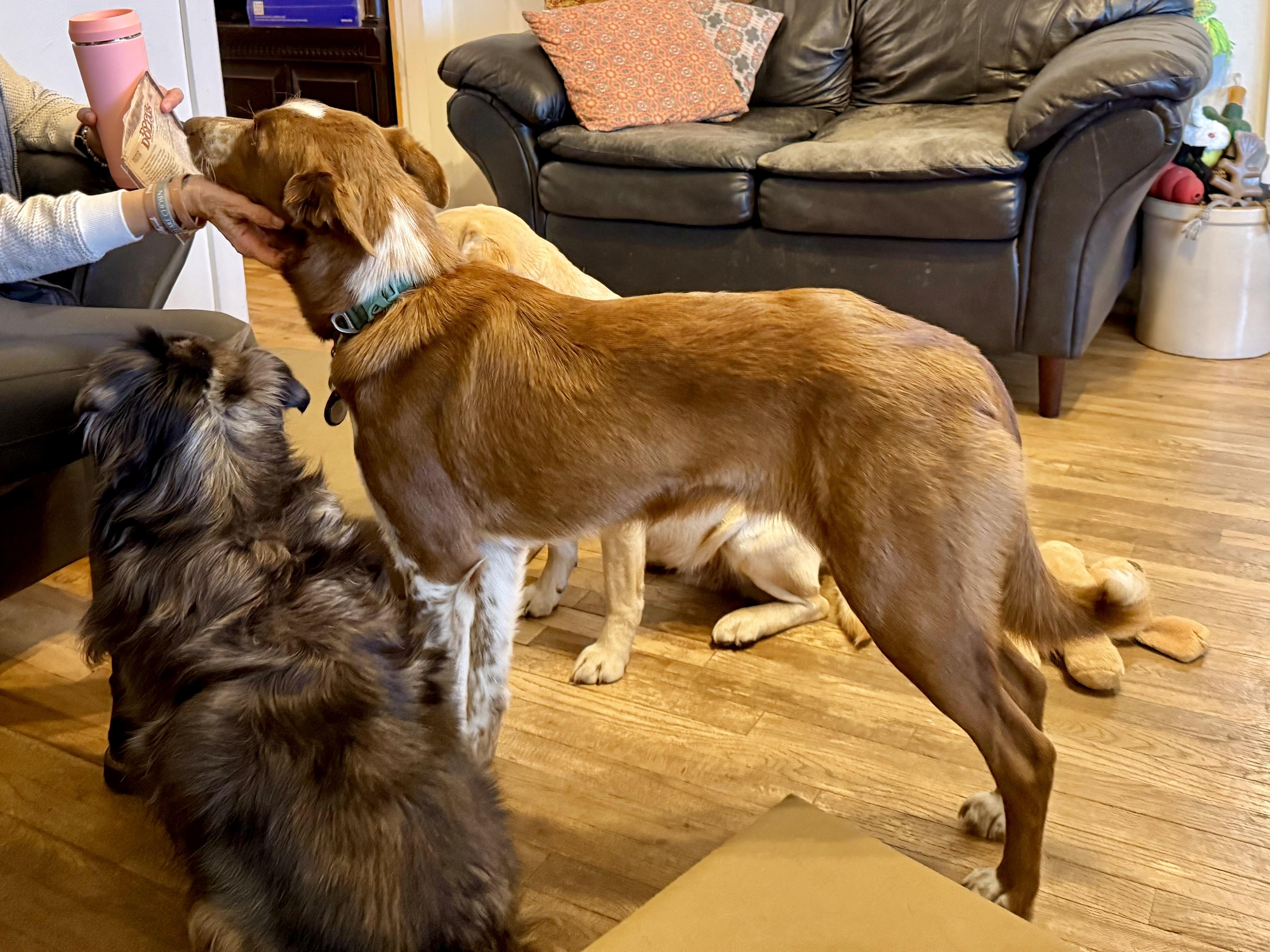 Enlarge Beckham, an adopted mixed breed in Bend, OR image 4/5