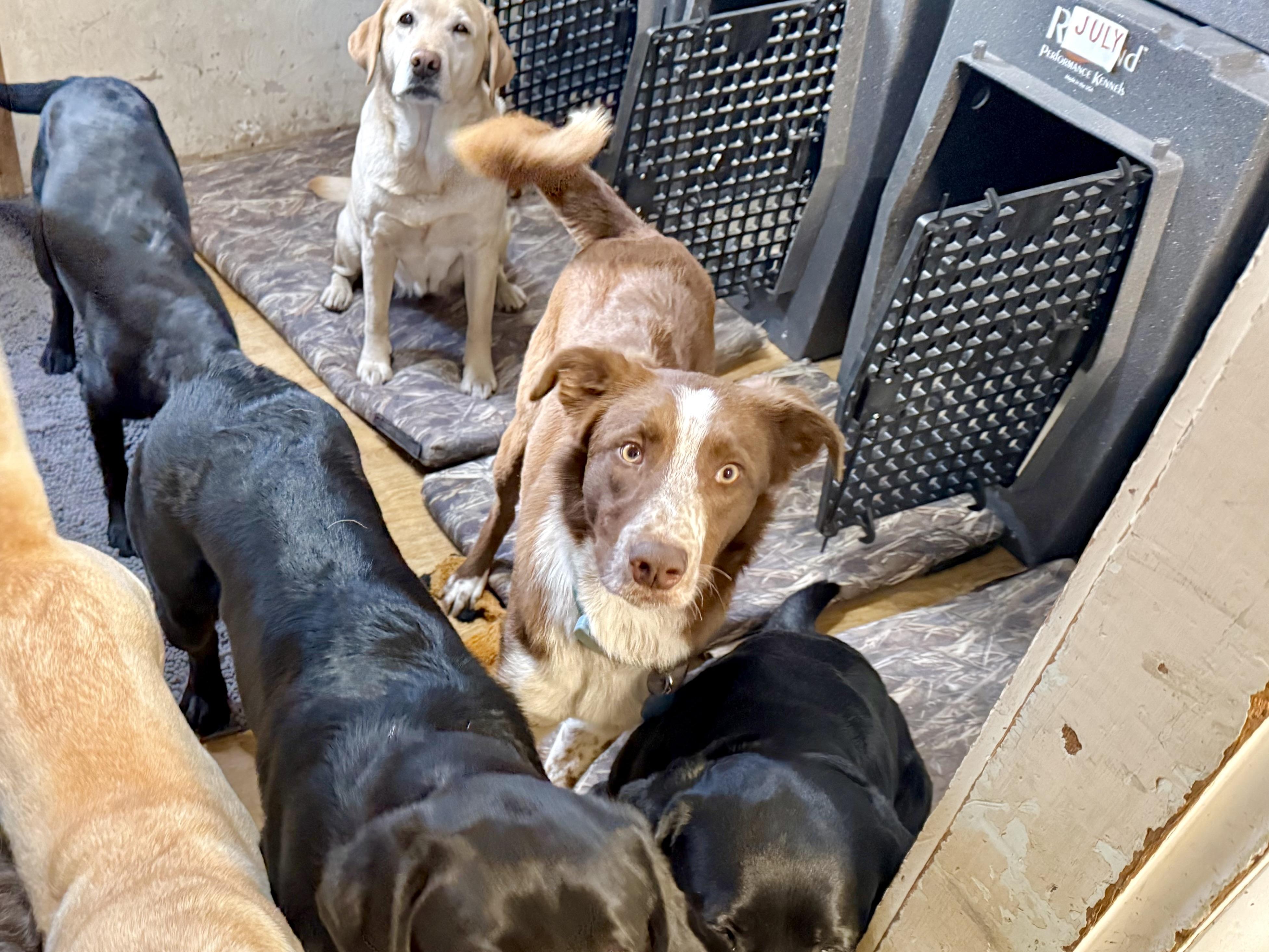 Enlarge Beckham, an adopted mixed breed in Bend, OR image 3/5