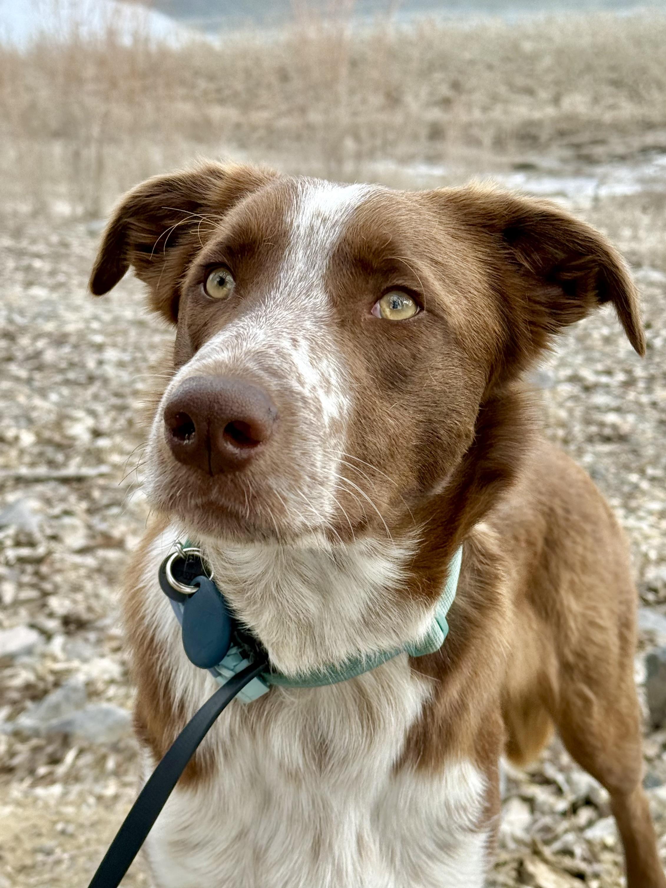 Enlarge Beckham, an adopted mixed breed in Bend, OR image 1/5