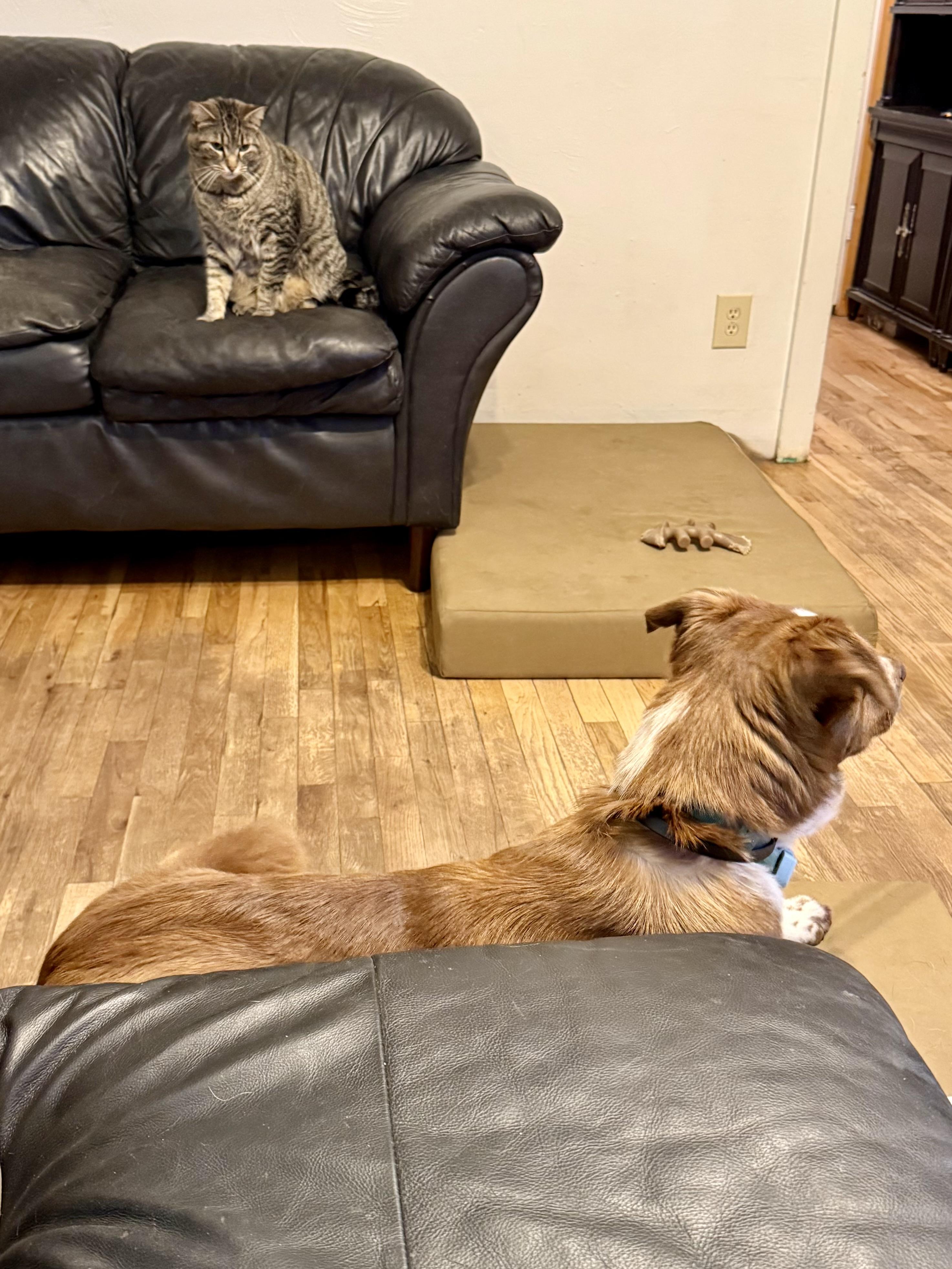 Enlarge Beckham, an adopted mixed breed in Bend, OR image 5/5