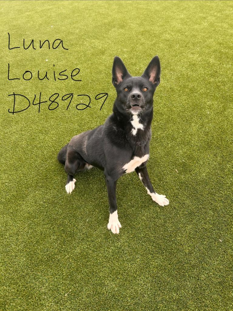 Luna Louise, Adoptable, Young Female Mixed Breed.