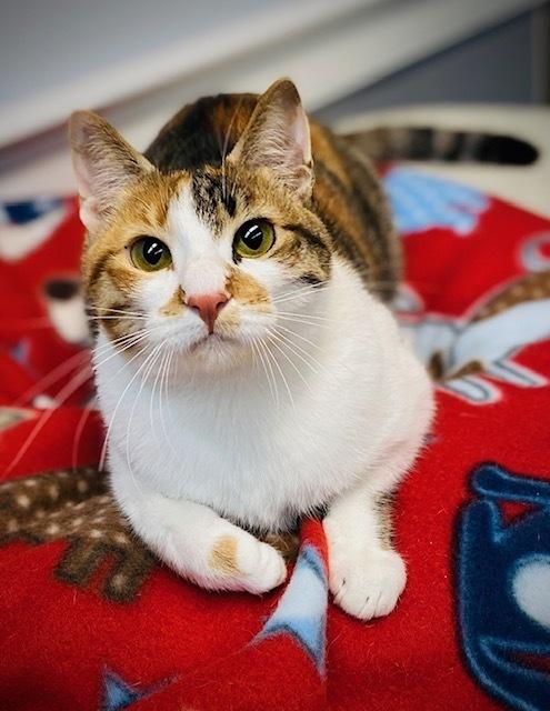 Candy, Adoptable, Adult Female Domestic Short Hair.