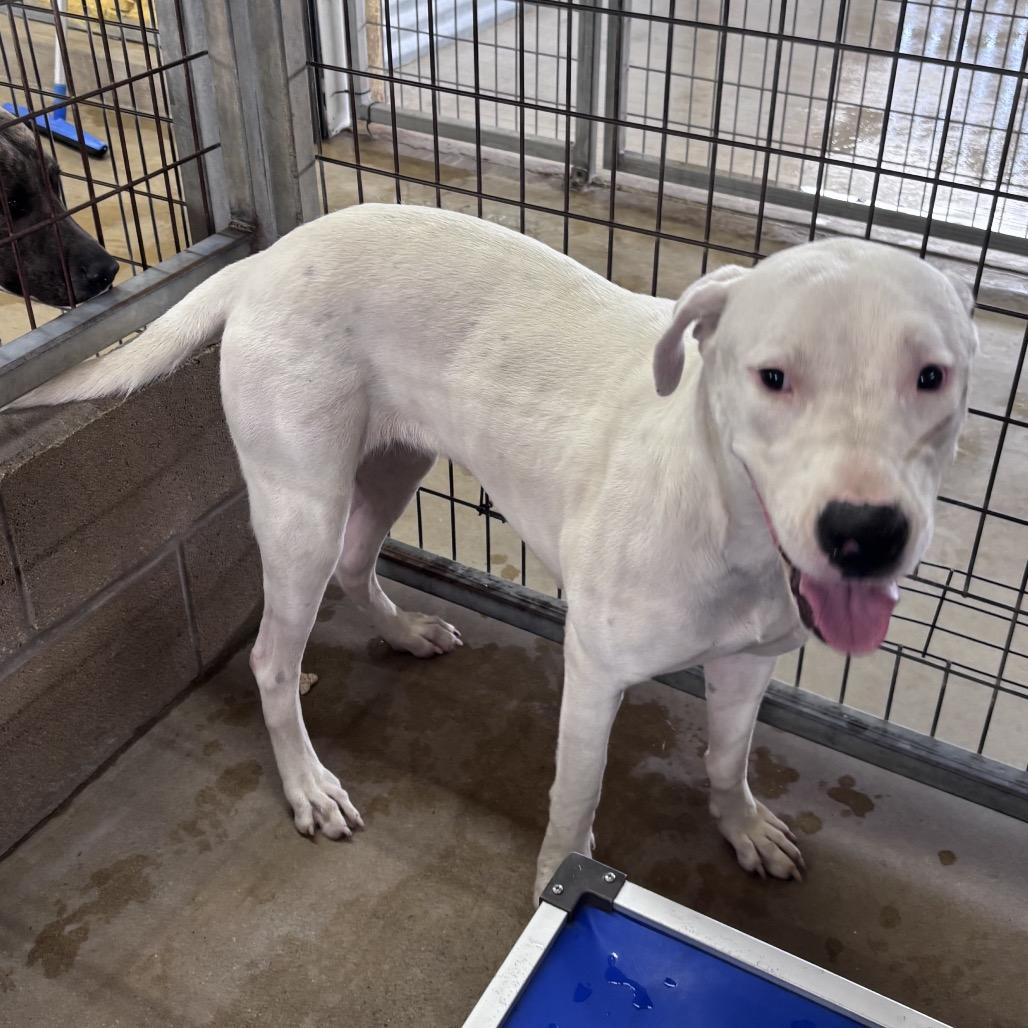 Regina George, Adoptable, Adult Female Great Dane & Mixed Breed.