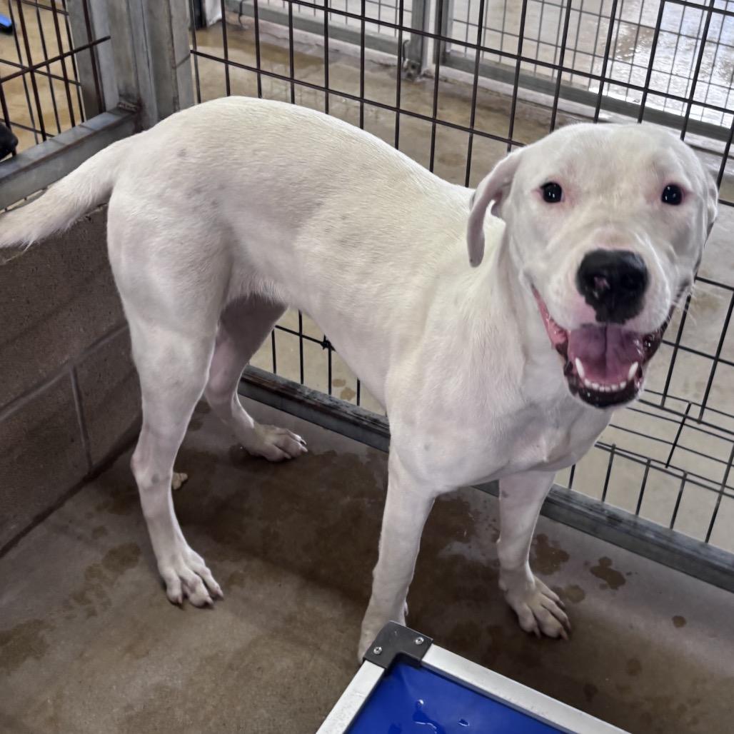 Enlarge Regina George, a Adoptable mixed breed in Floresville, TX image 2/2