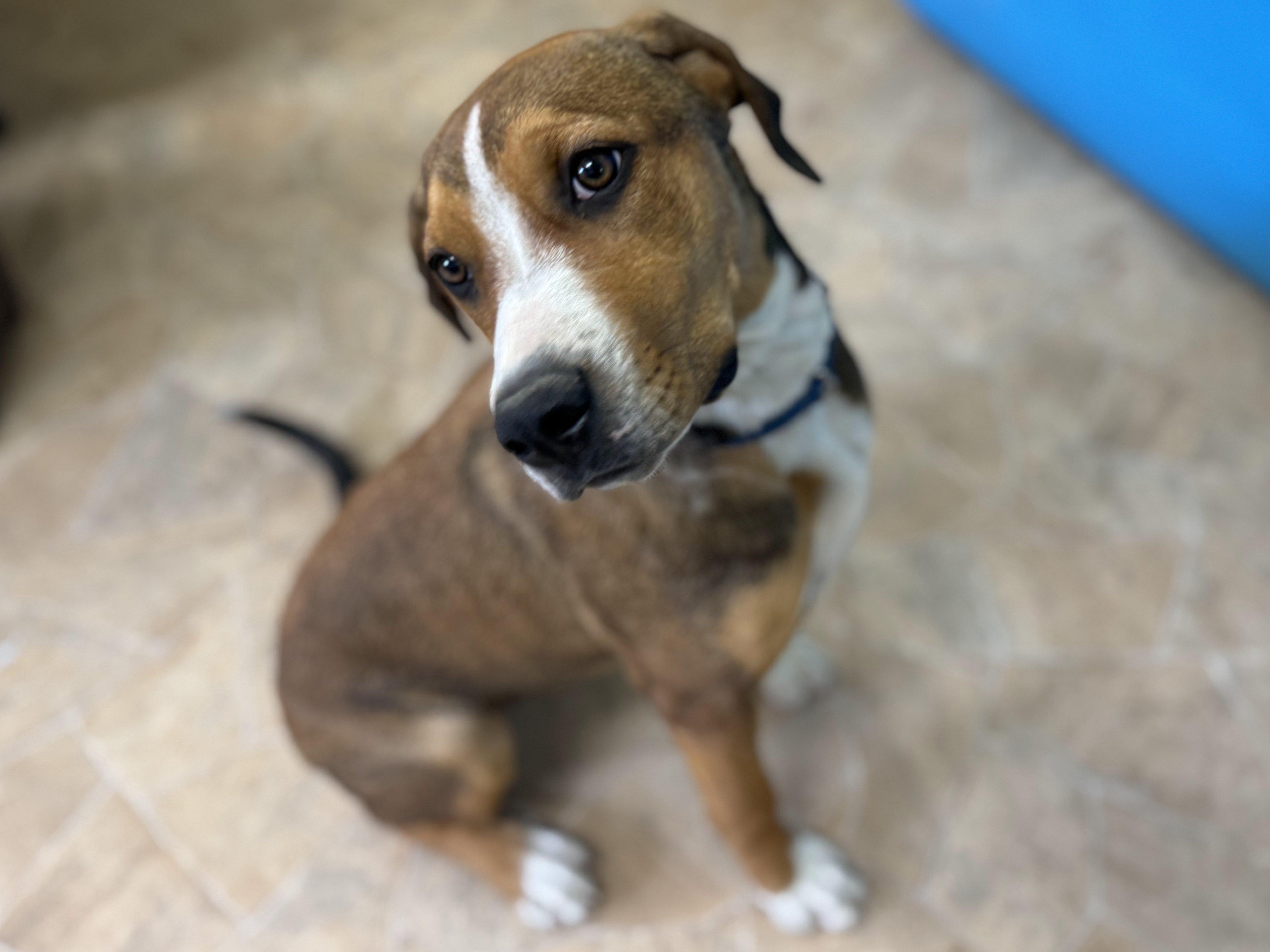 Francesca, an adoptable Hound, Mixed Breed in Republic, WA, 99166 | Photo Image 1