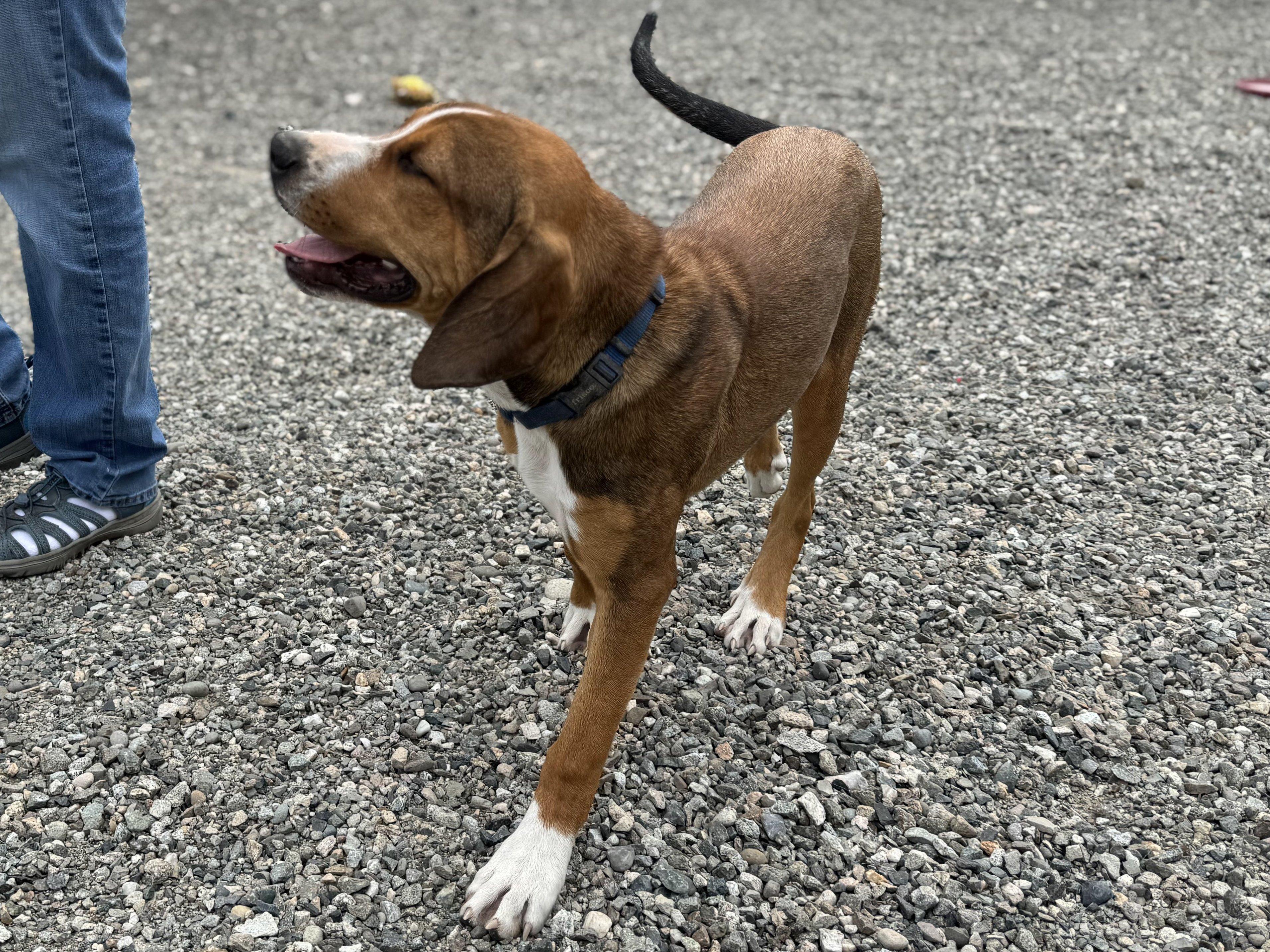 Francesca, an adoptable Hound, Mixed Breed in Republic, WA, 99166 | Photo Image 4