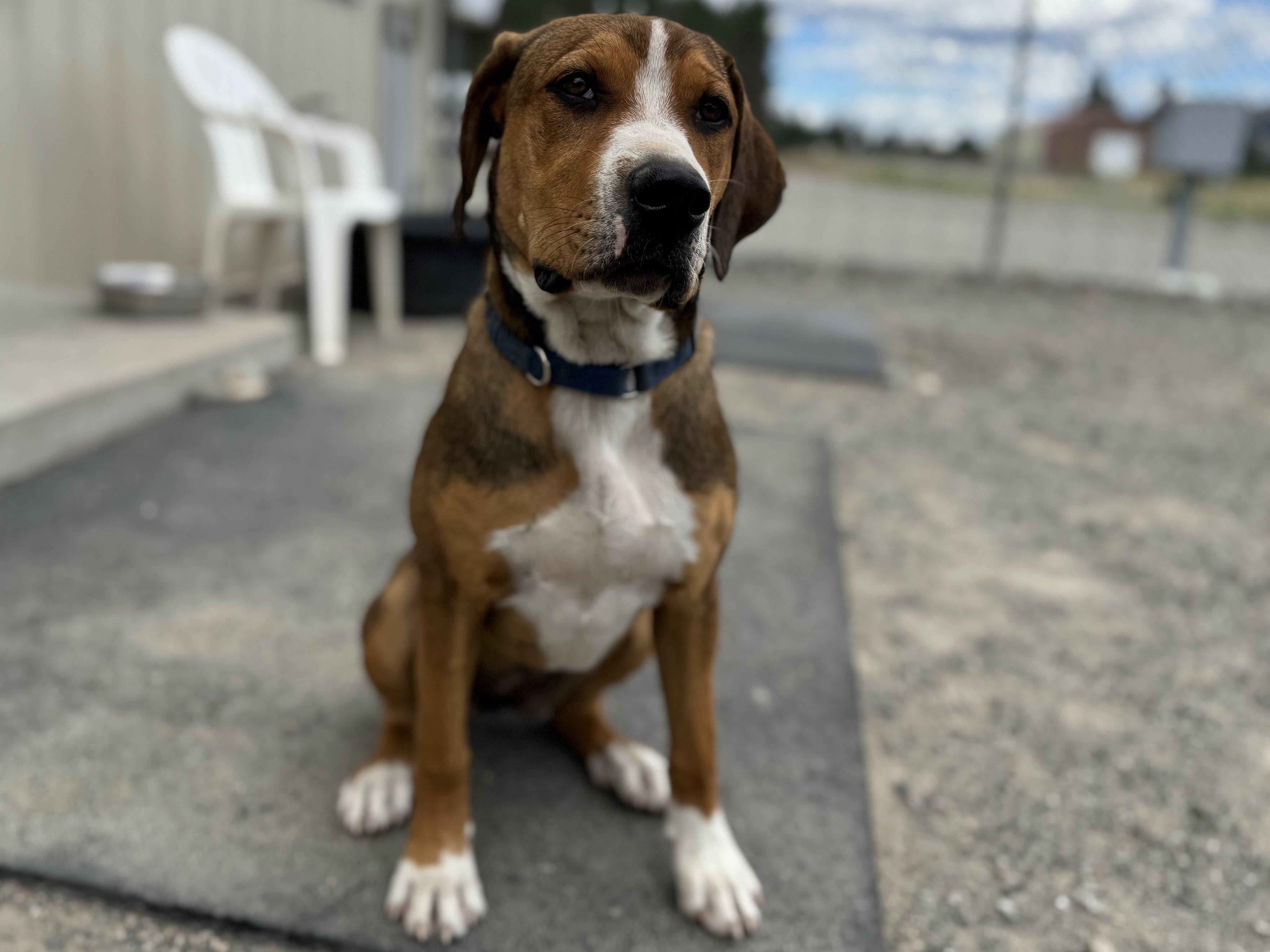 Francesca, an adoptable Hound, Mixed Breed in Republic, WA, 99166 | Photo Image 2